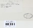 Puccinia recondita image