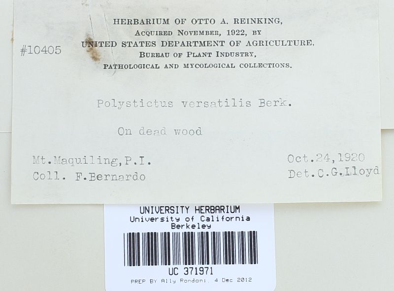 Trichaptum byssogenum image
