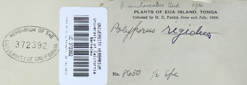 Fomitella rhodophaea image