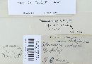 Sparassis crispa image