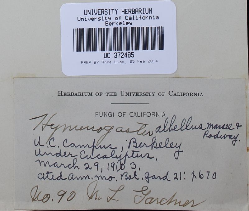 Descomyces albellus image