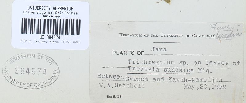 Triphragmium ulmariae image