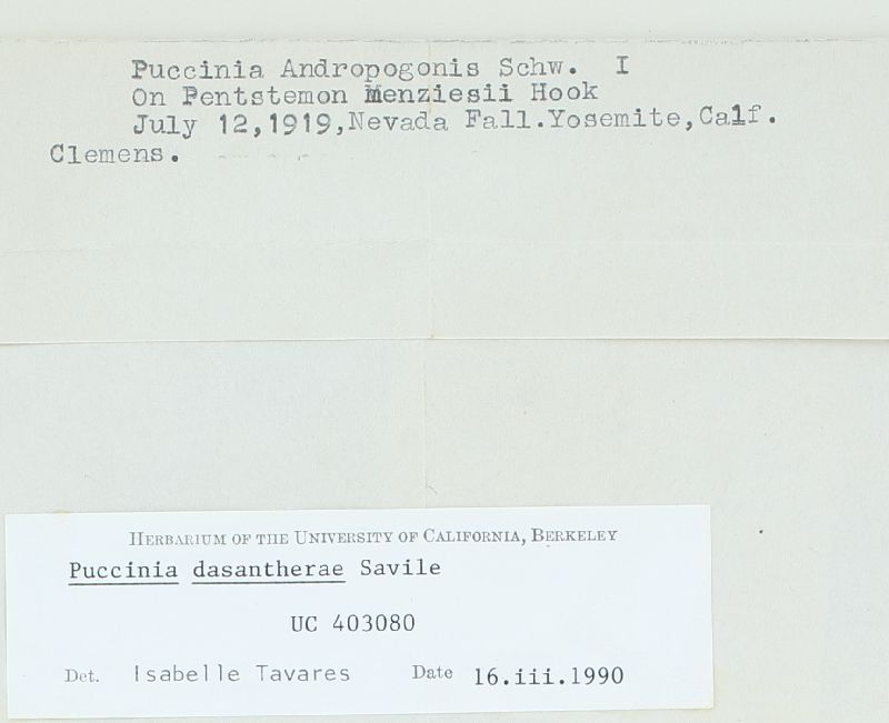 Puccinia dasantherae image