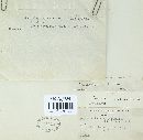 Melampsorella cerastii image