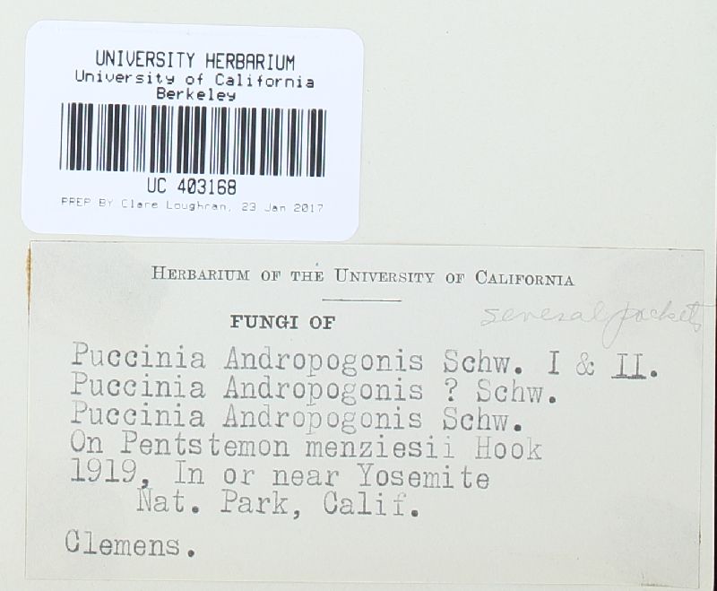 Puccinia dasantherae image