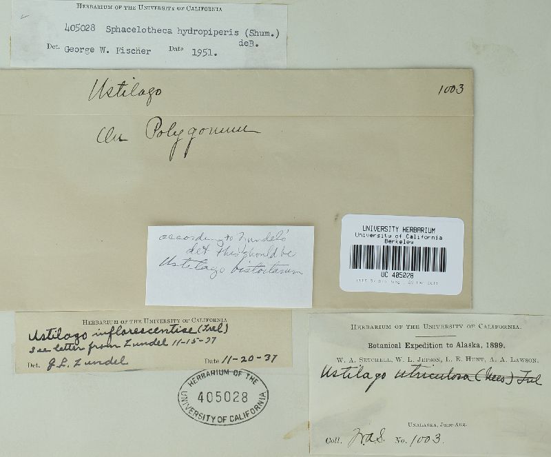 Microbotryum bistortarum image