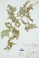 Cryptomycina pteridis image