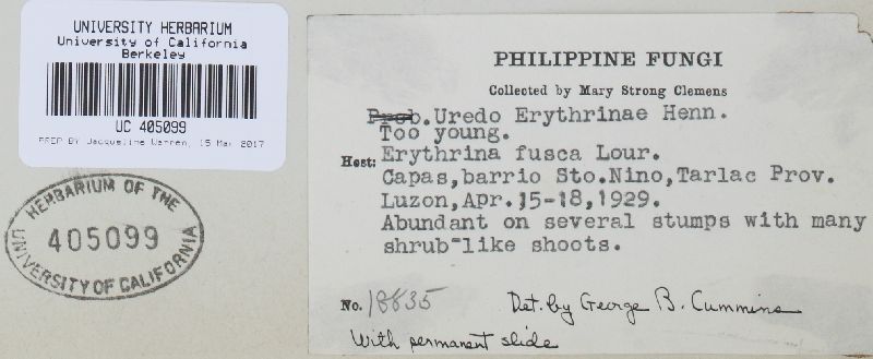Uredo erythrinae image
