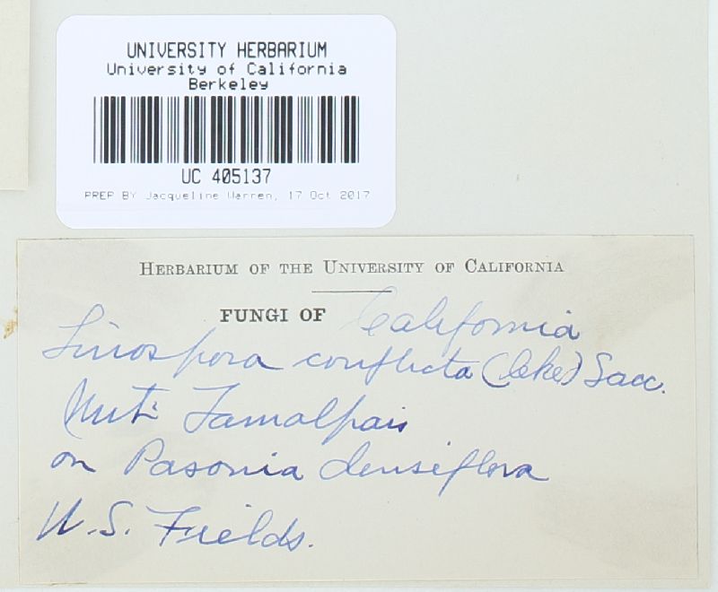 Sphaerulina conflicta image