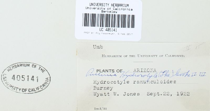 Puccinia hydrocotyles image