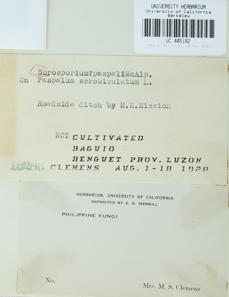 Sorosporium paspali image