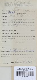 Uromyces lupini image