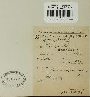Puccinia lapsanae image