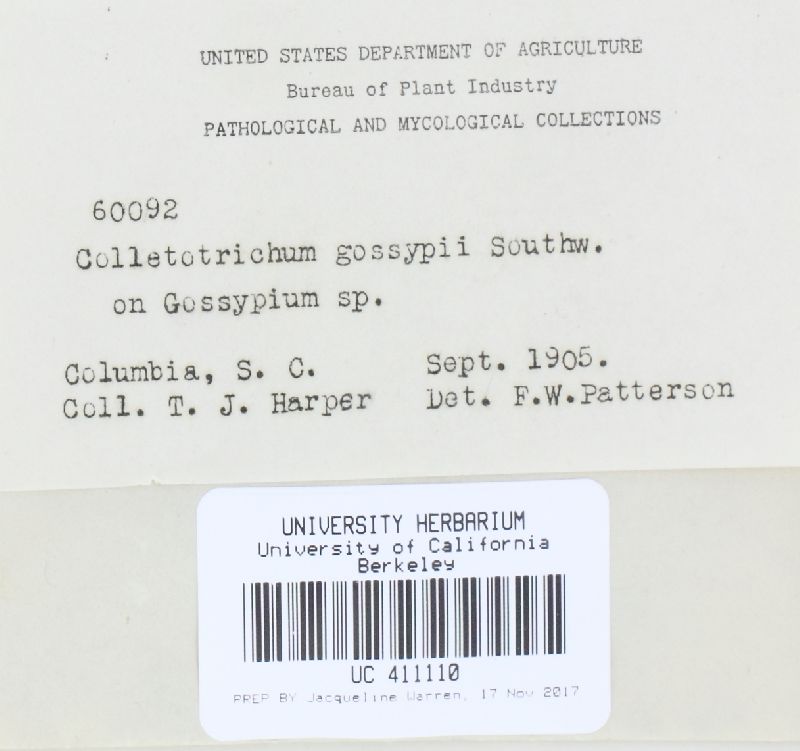 Colletotrichum gossypii image