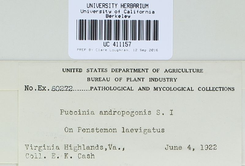 Puccinia andropogonis var. pentastemonis image