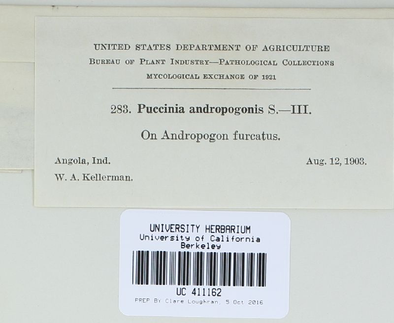 Puccinia calcitrapae image