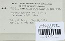 Puccinia recondita image