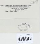 Puccinia polygoni-amphibii var. polygoni-amphibii image