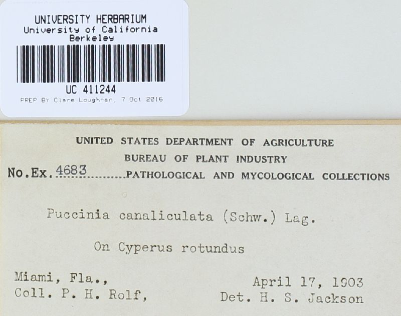 Puccinia canaliculata image