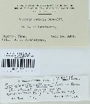 Puccinia cnici-oleracei image
