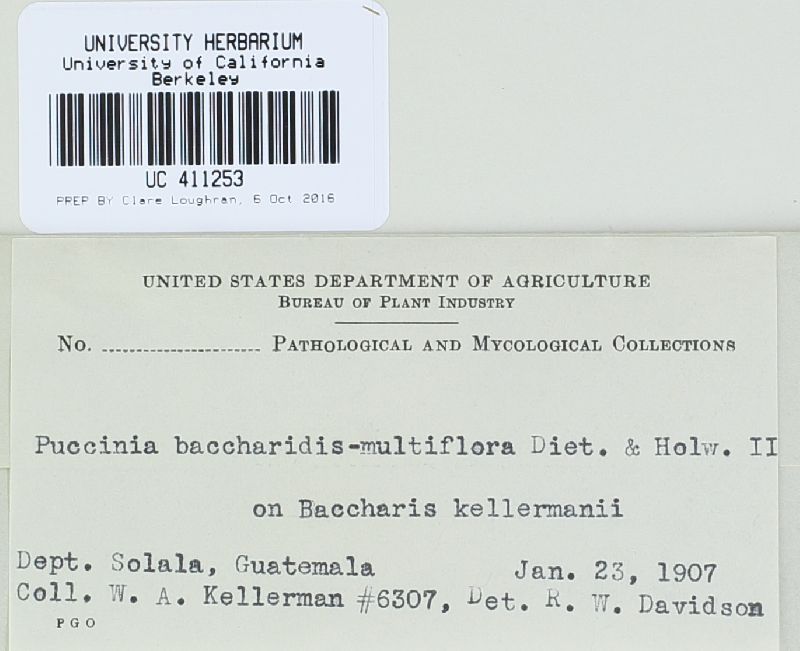 Puccinia baccharidis-multiflorae image