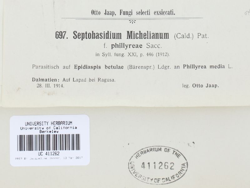 Septobasidium orbiculare image