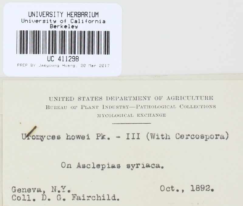 Uromyces asclepiadis image