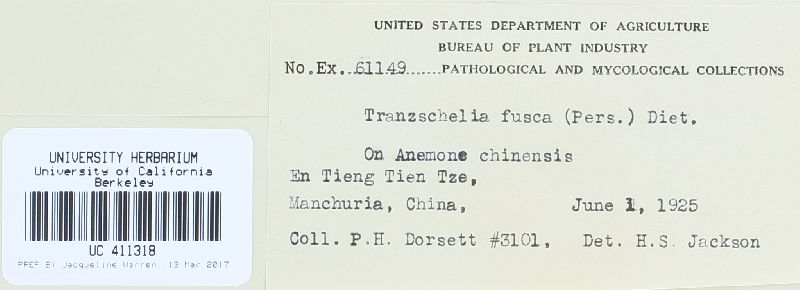 Tranzschelia anemones image