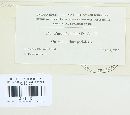 Puccinia helianthi image