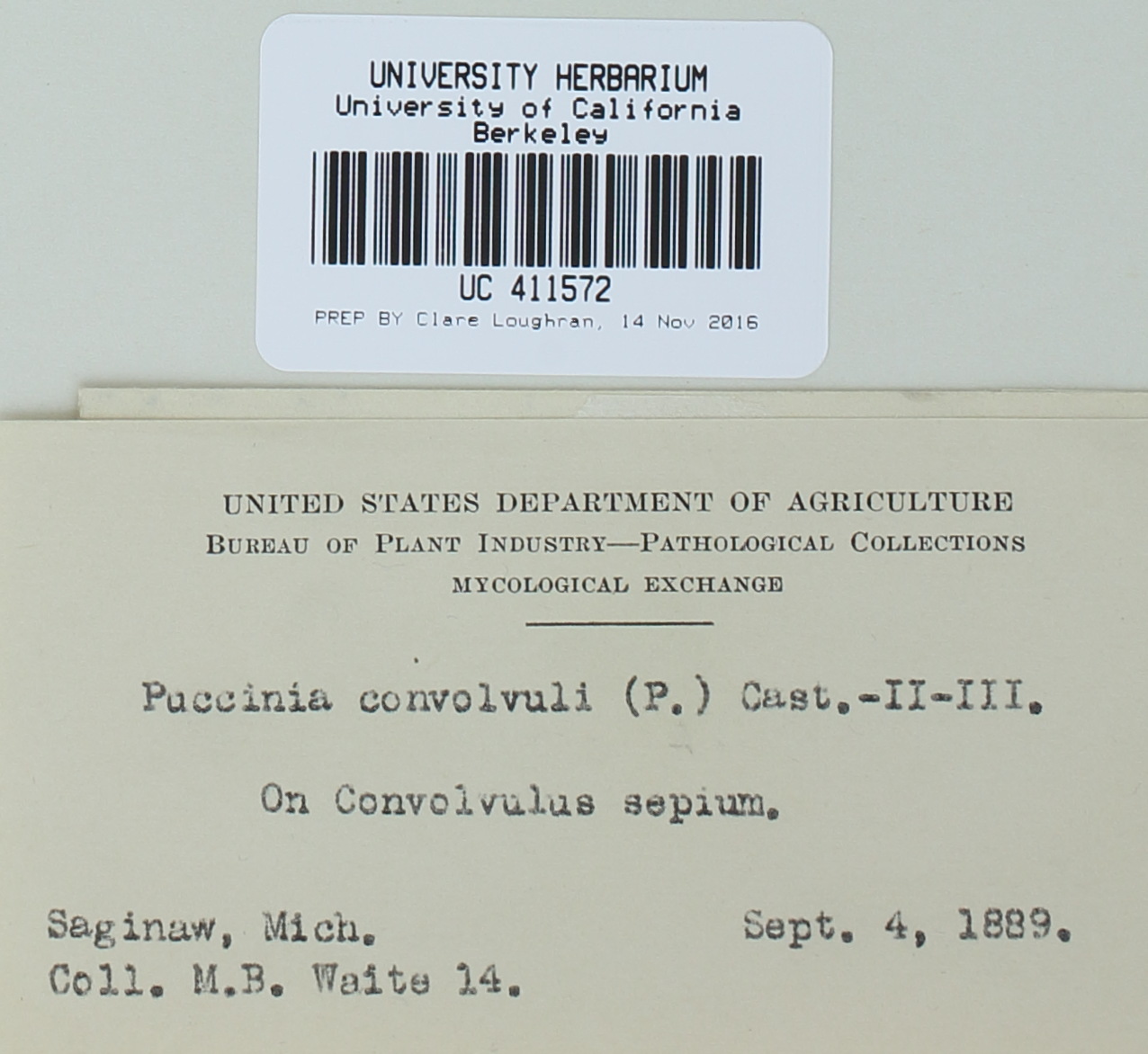 Puccinia convolvuli image