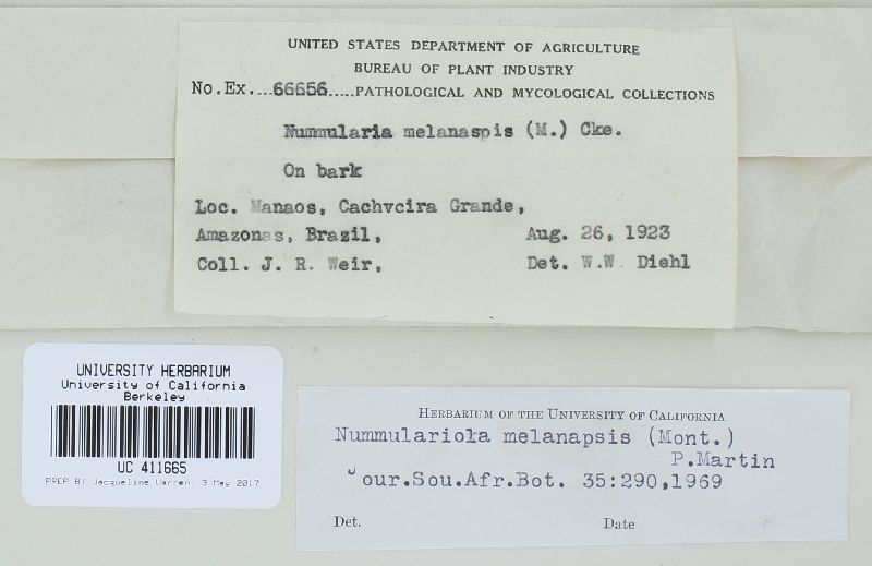 Nummularia melanaspis image