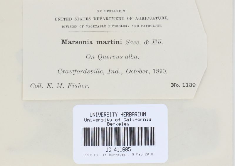 Marssonina martinii image