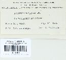 Erysiphe polygoni image