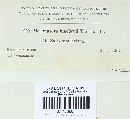 Melampsora paradoxa image