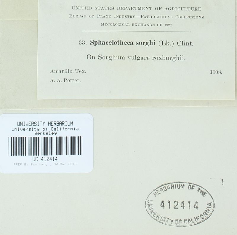 Sporisorium sorghi image
