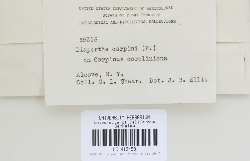 Diaporthe carpini image