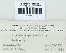 Diatrype stigma image