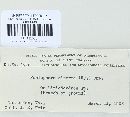 Peniophora cinerea image