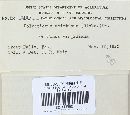 Trichaptum abietinum image