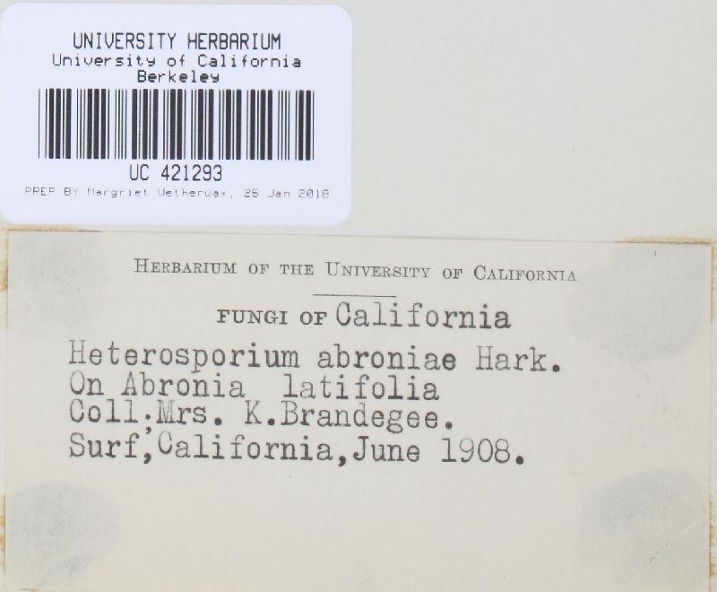 Heterosporium abroniae image