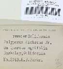 Gloeoporus dichrous image