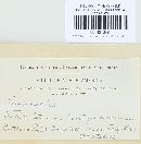 Tuberculina persicina image