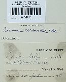 Puccinia coronata image