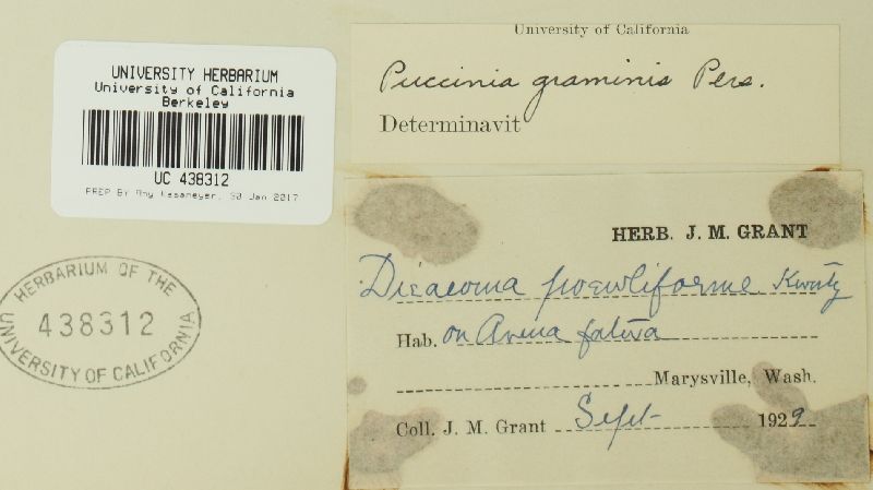 Puccinia graminis image