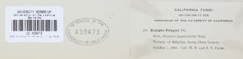 Erysiphe aquilegiae image