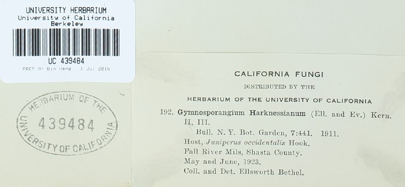 Gymnosporangium harknessianum image