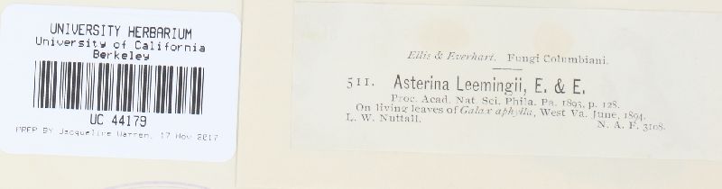 Clypeolella leemingii image