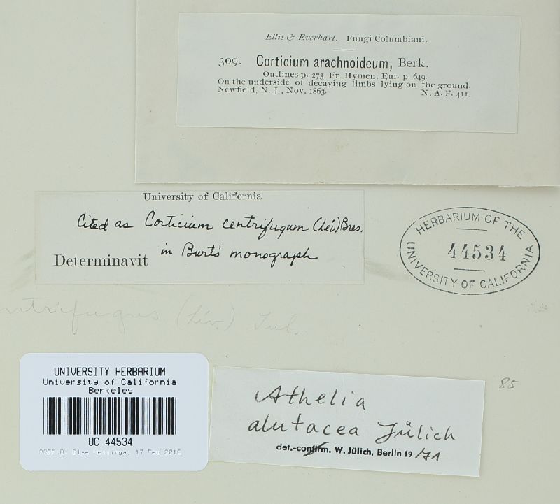 Athelia alutacea image