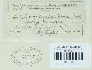 Entyloma compositarum image