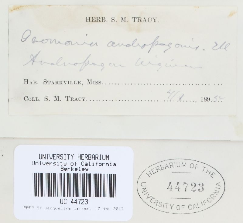 Clypeoporthe andropogonis image